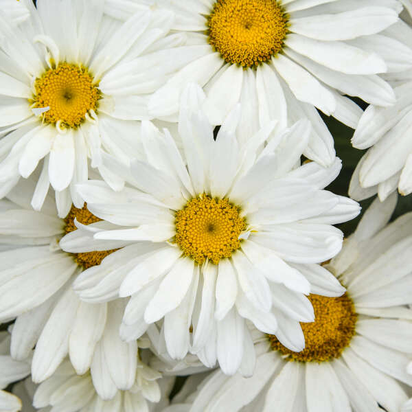 Leucanthemum 'Dream Big' Shasta Daisy