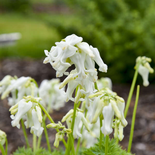 Dicentra 'White Diamonds' Fern-leaved Bleeding Heart