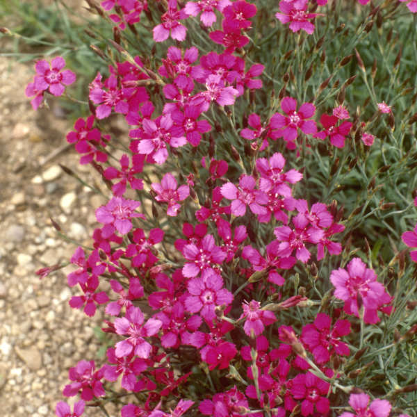 Dianthus 'Brilliant' Maiden Pinks