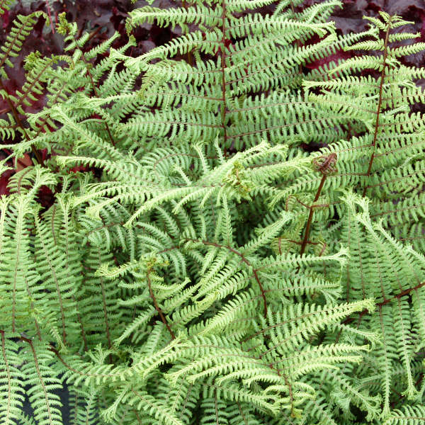 Athyrium 'Ocean's Fury' PP20126 | Perennial Resource