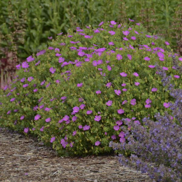 Geranium 'New Hampshire Purple' Hardy Geranium