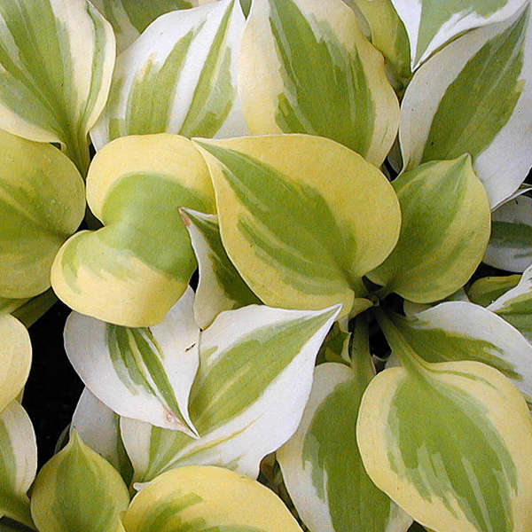 Hosta 'Heavenly Tiara' Hosta