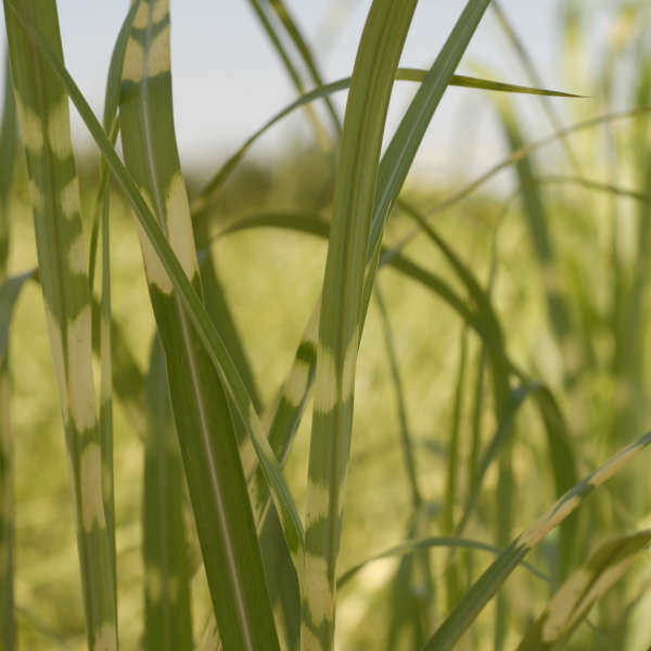 Miscanthus 'Super Stripe' Ornamental Grass