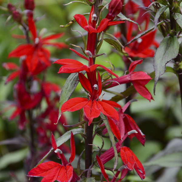 Lobelia 'Vulcan Red' Cardinal Flower