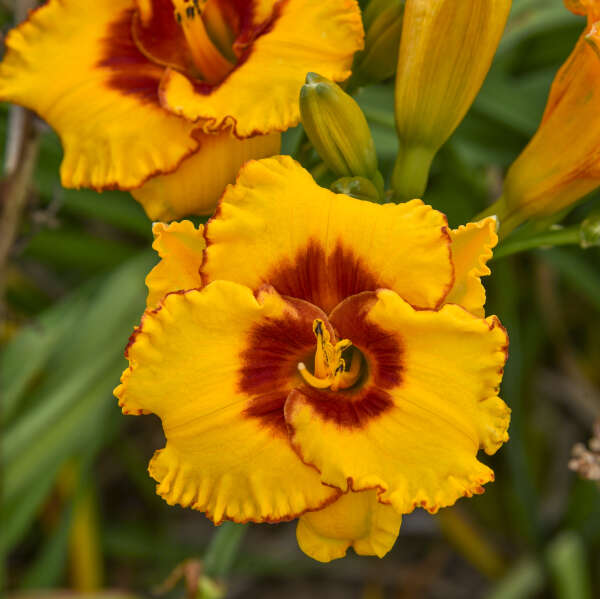 Hemerocallis 'Pooh Bear' Daylily