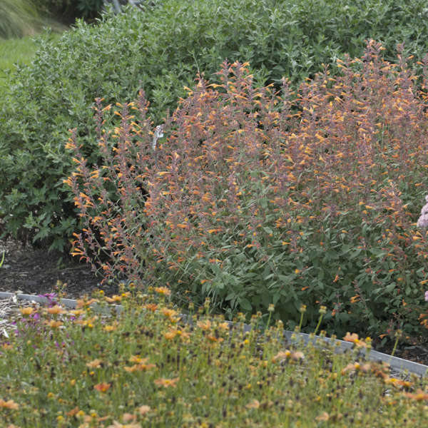 Agastache 'Apricot Sprite' Anise Hyssop