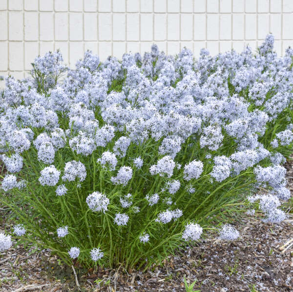 Amsonia 'String Theory' Blue Star