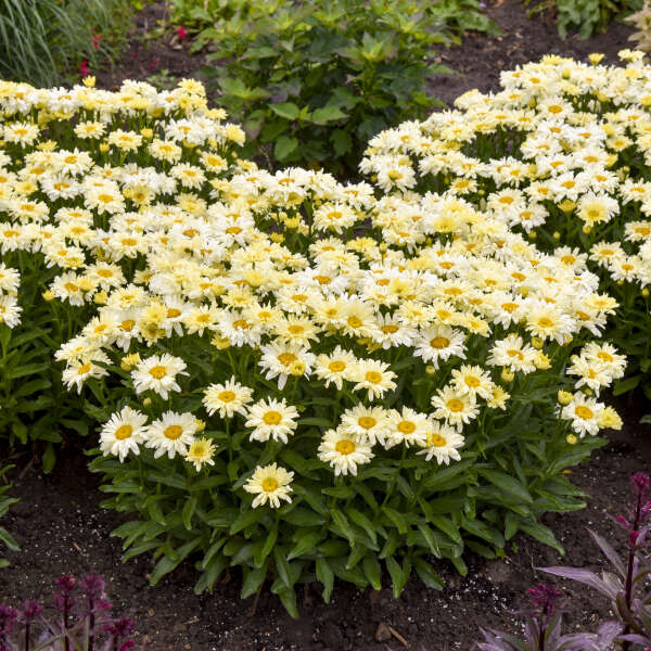 Leucanthemum 'Banana Cream' Shasta Daisy