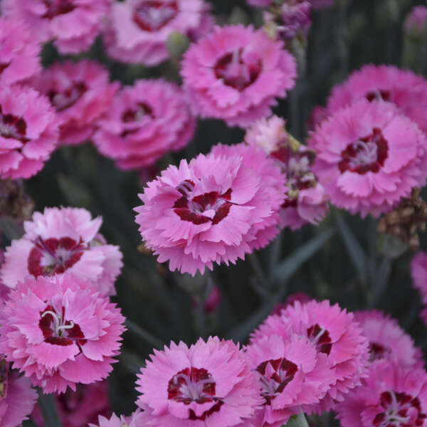 Dianthus 'Cute as a Button' Pinks