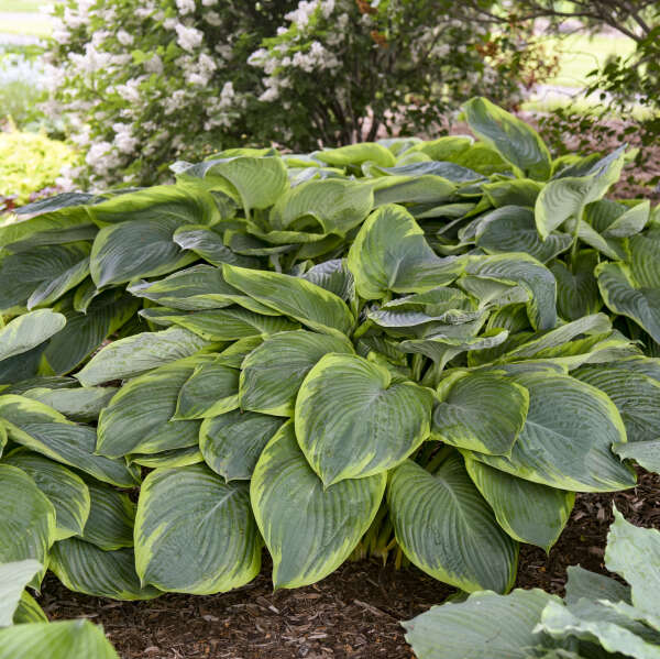 Hosta 'Wu-La-La' Hosta