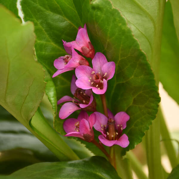 Bergenia 'Once upon a Dream' Heartleaf Bergenia