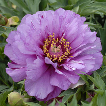 Paeonia 'Morning Lilac' Intersectional Peony