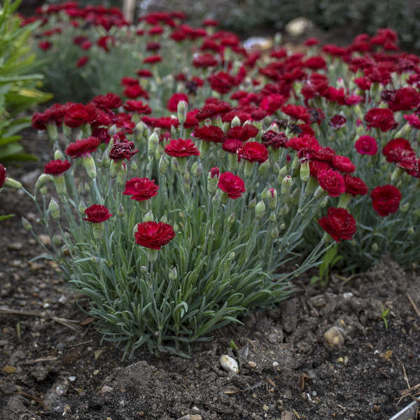 Dianthus 'Electric Red' Pinks