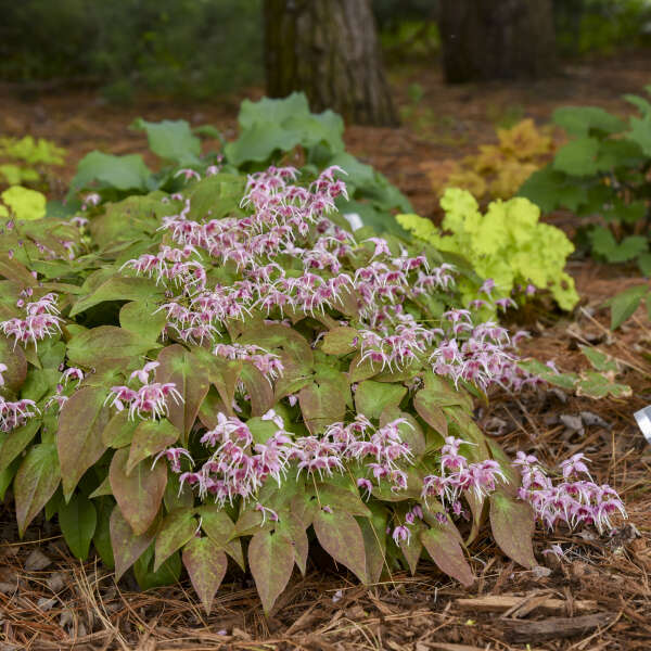 Epimedium 'Pretty in Pink' Barrenwort