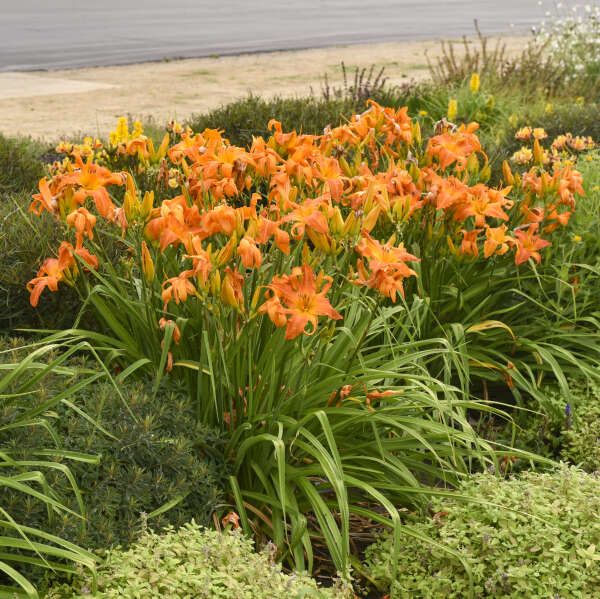 Hemerocallis 'Primal Scream' Daylily
