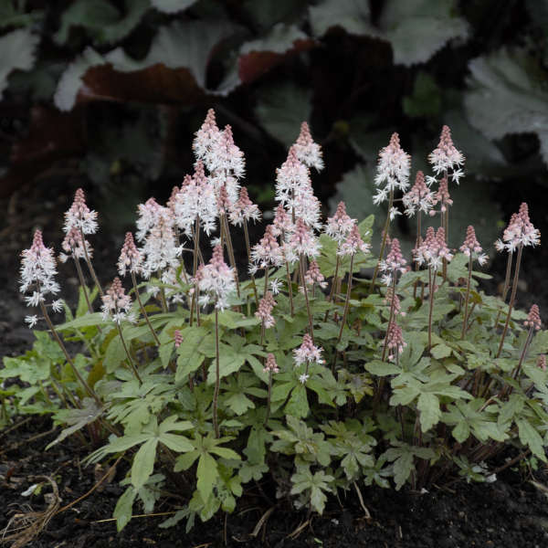 Tiarella 'Crow Feather' Foamflower
