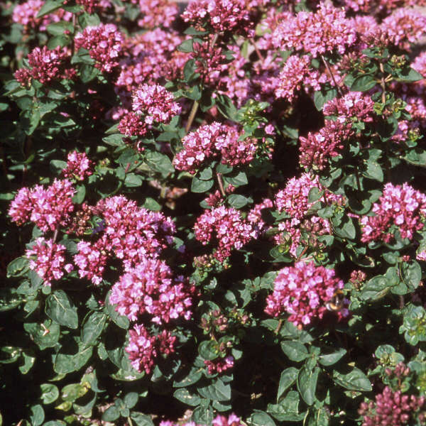 Origanum 'Rosenkuppel' Ornamental Oregano