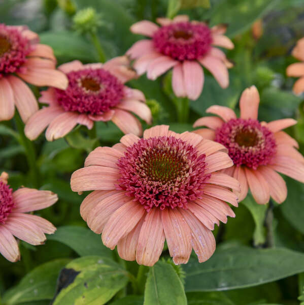 Echinacea 'Just Peachy' Coneflower