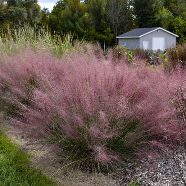 Muhlenbergia 'Candy Floss' Muhly Grass