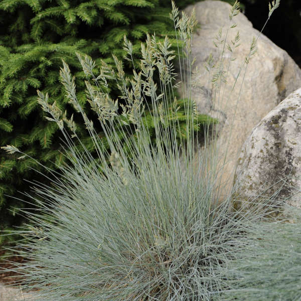 Festuca 'Elijah Blue' Blue Fescue