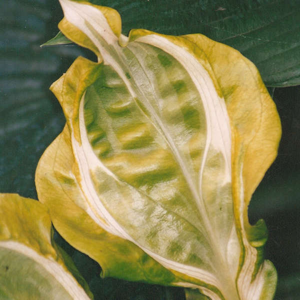 Hosta 'Totally Awe Sum' Hosta