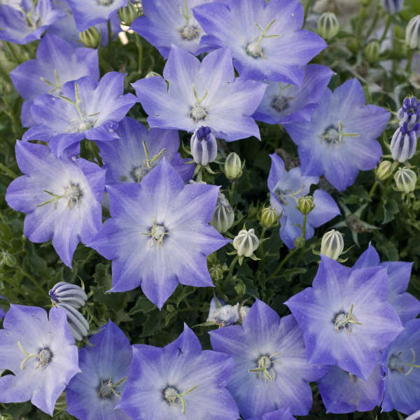 Campanula 'Pearl Light Blue' Carpathian Bellflower