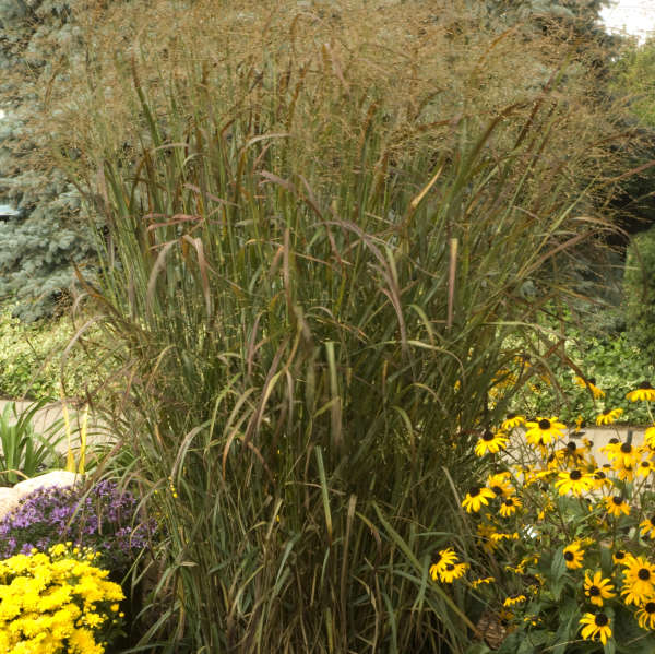 Panicum 'Badlands' Blue Switch Grass