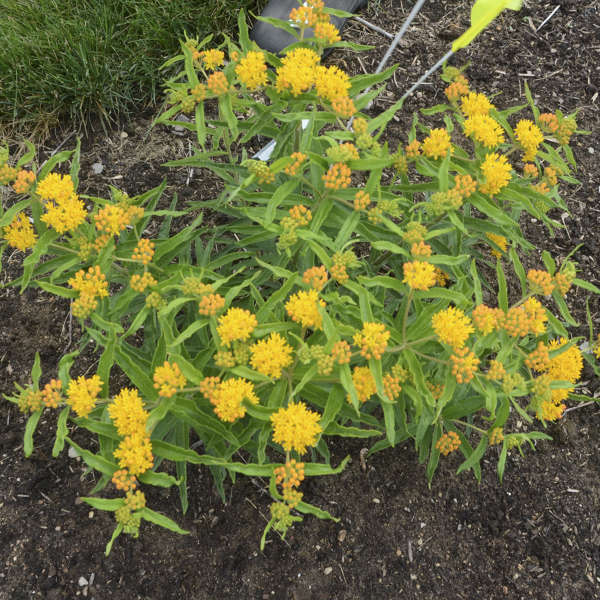 Asclepias 'Blonde Bombshell' Butterfly Weed