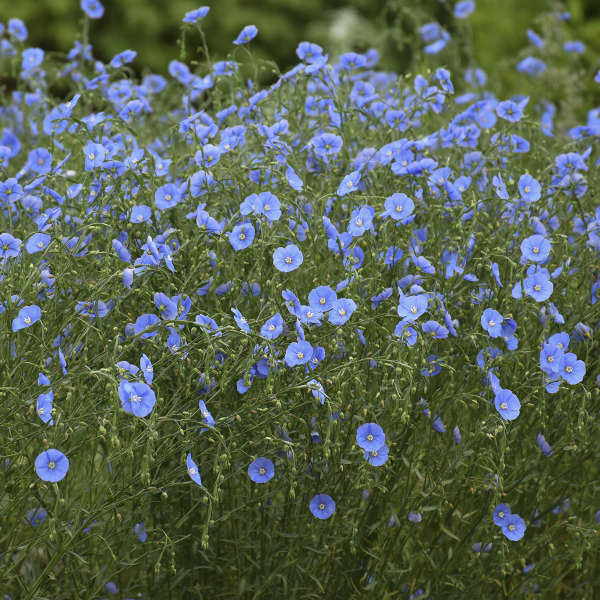 Linum lewisii Blue Flax