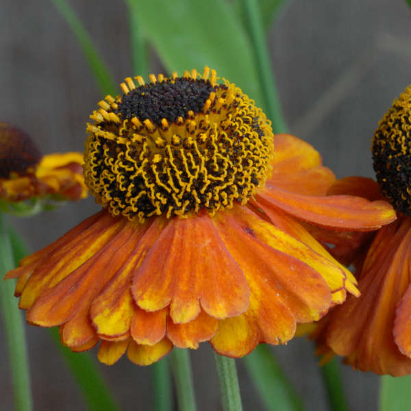 Helenium 'Sahin's Early Flowerer' Sneezeweed