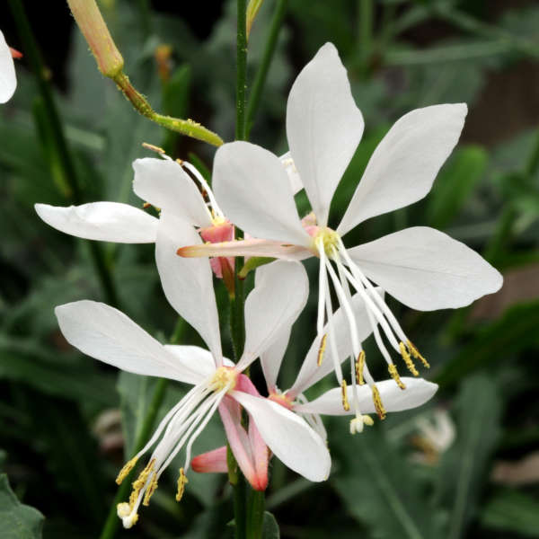 Image of Gaura white perennial flower that blooms all summer