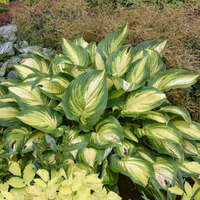 Hosta 'Affair to Remember'