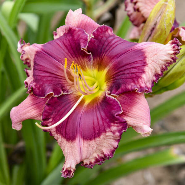 Hemerocallis 'Don't Lose Heart' Daylily