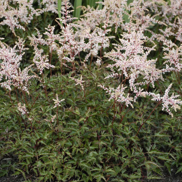 Astilbe 'Key Biscayne' Astilbe