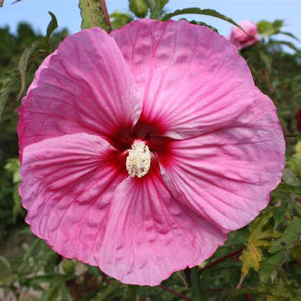 Hibiscus 'Party Favor' Rose Mallow