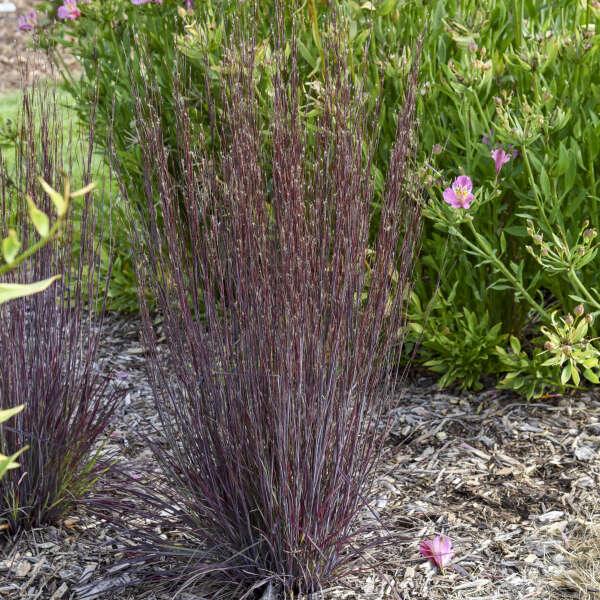 Schizachyrium 'Cinnamon Sticks' Little Bluestem