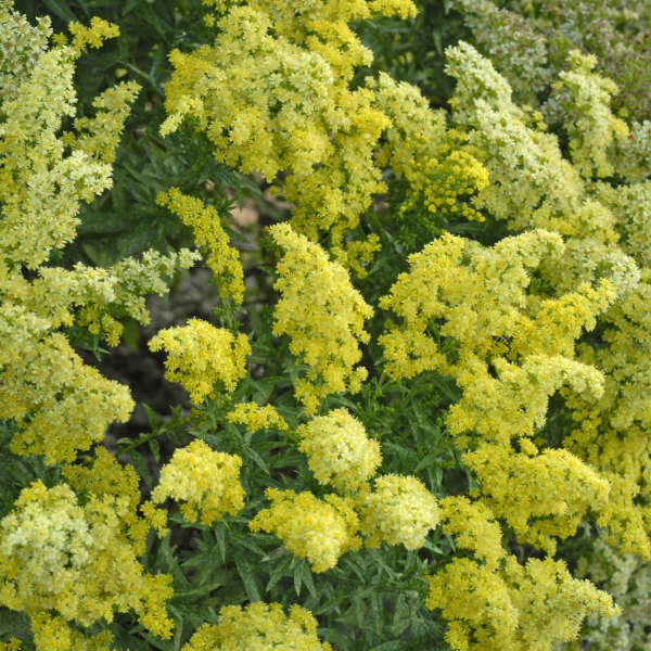 Solidago LITTLE LEMON Goldenrod