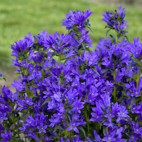 Campanula 'Bells and Whistles' Clustered Bellflower