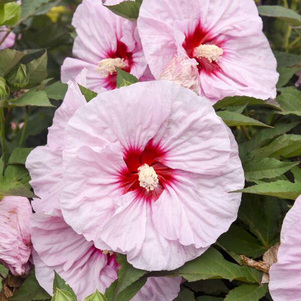 Hibiscus 'All Eyes on Me' Rose Mallow
