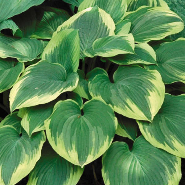 Hosta 'Robert Frost' Hosta