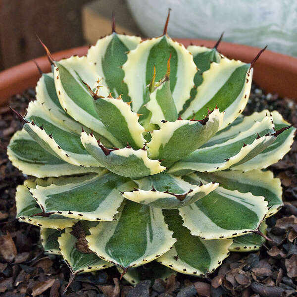 Agave 'Desert Diamond' Variegated Butterfly Agave