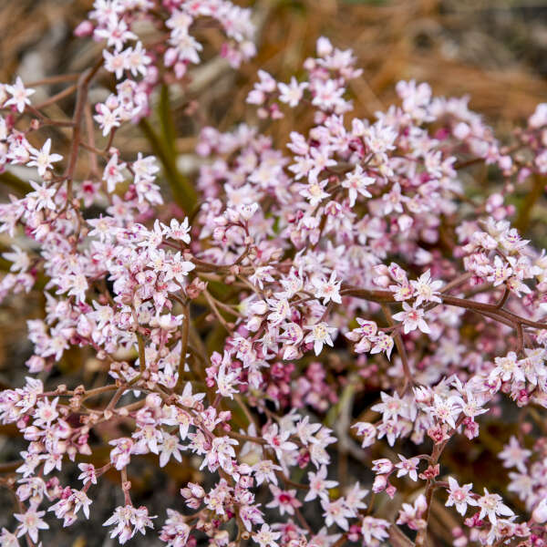 Oredenia 'Fusion of Fire' Oredenia