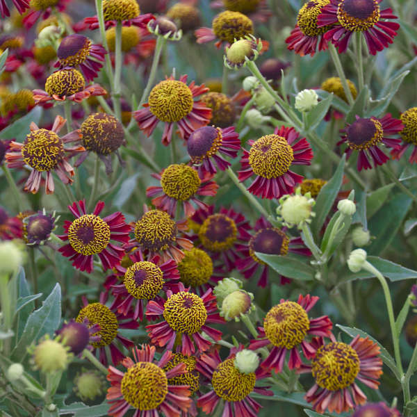 Helenium 'Ruby Tuesday' Sneezeweed