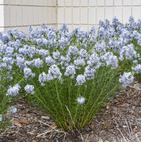 Amsonia 'String Theory' Blue Star