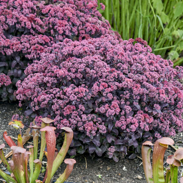 Sedum 'Midnight Velvet' Stonecrop