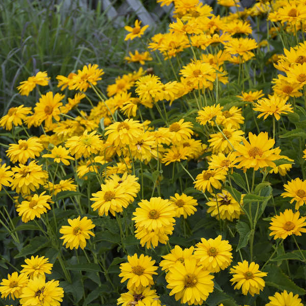 Heliopsis 'Summer Sun' False Sunflower
