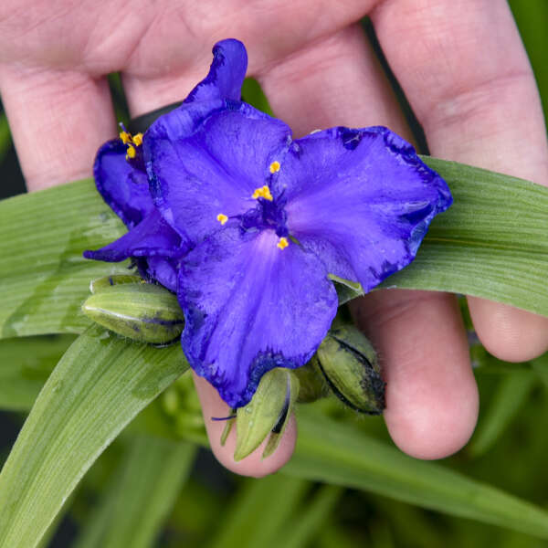 Tradescantia 'Web Designer' Spiderwort