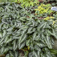 Asarum splendens