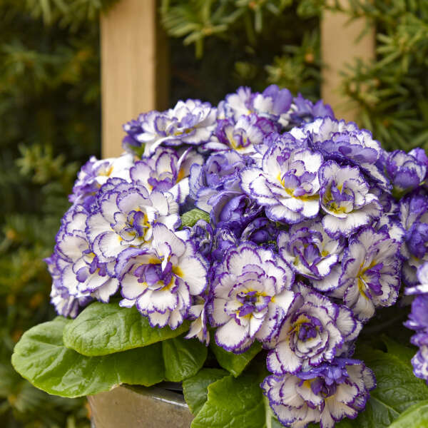 Primula BELARINA® RHAPSODY Primrose