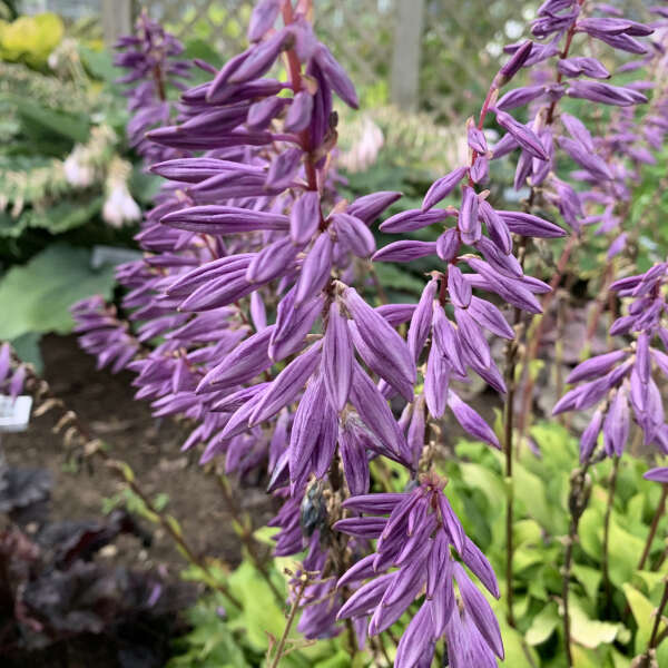 Hosta 'Time in a Bottle' Hosta